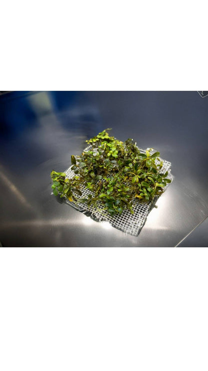 Bucephalandra "Mini Belindae"