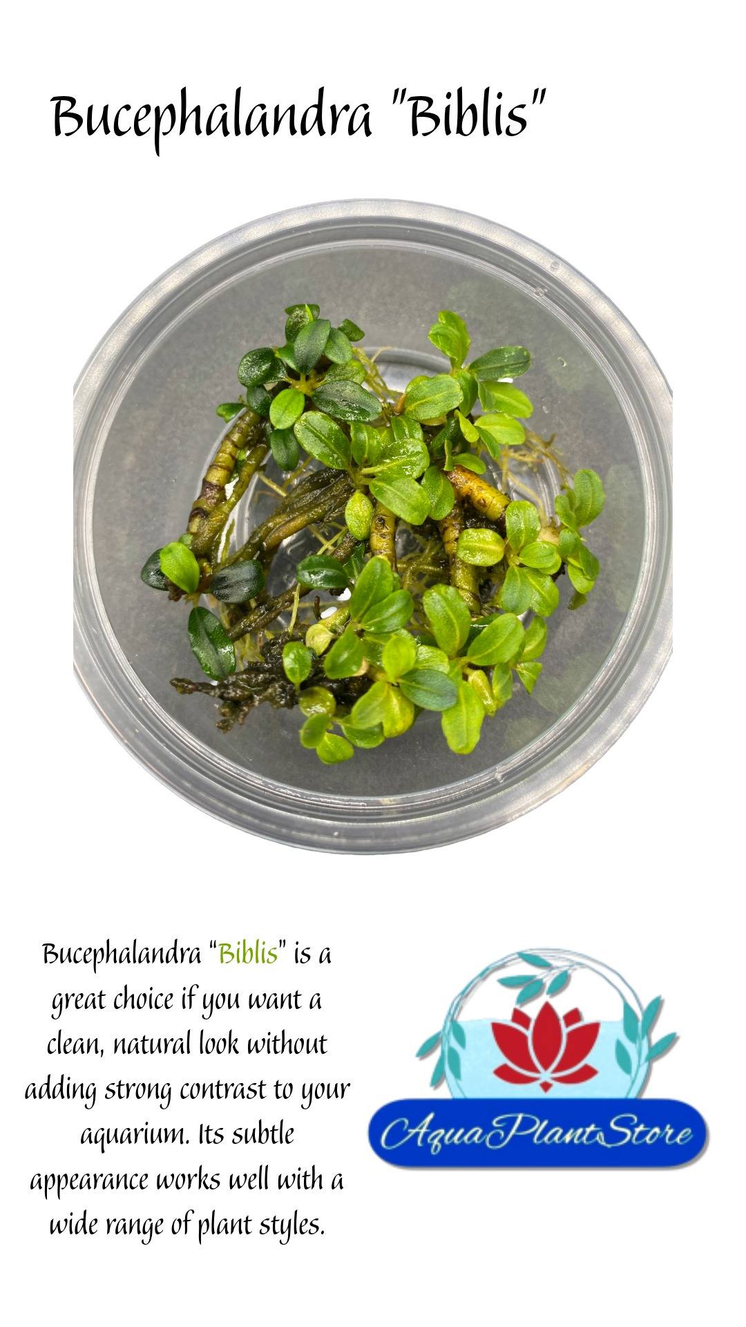 Bucephalandra "Biblis"