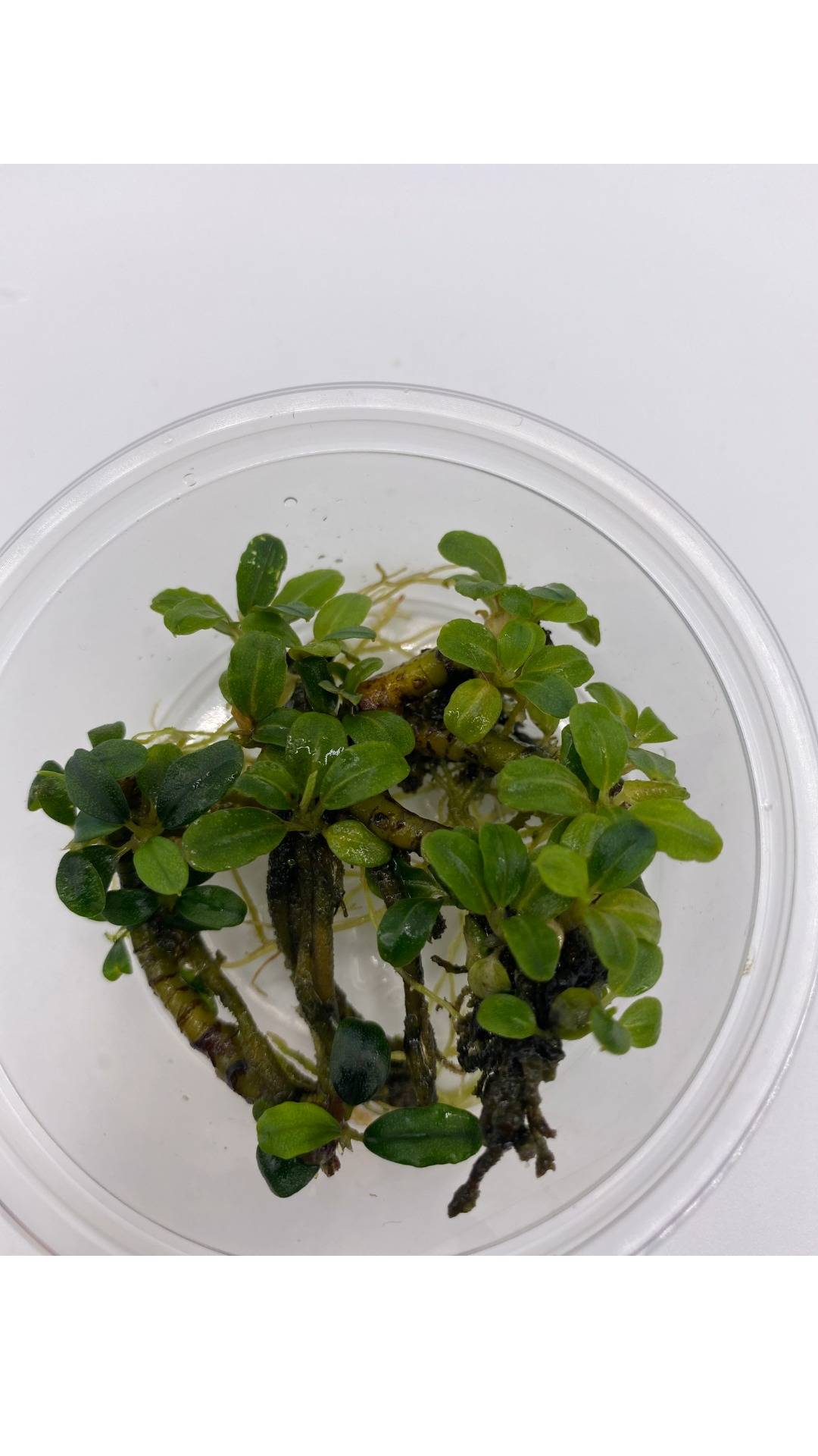 Bucephalandra "Biblis"