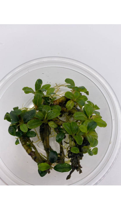 Bucephalandra "Biblis"
