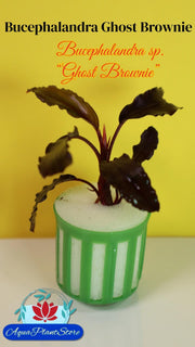Bucephalandra Ghost Brownie