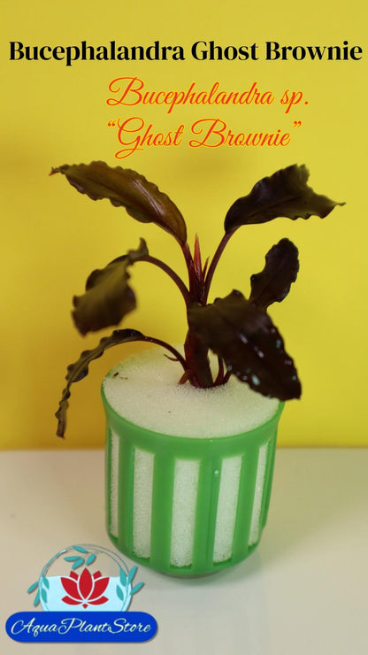 Bucephalandra Ghost Brownie
