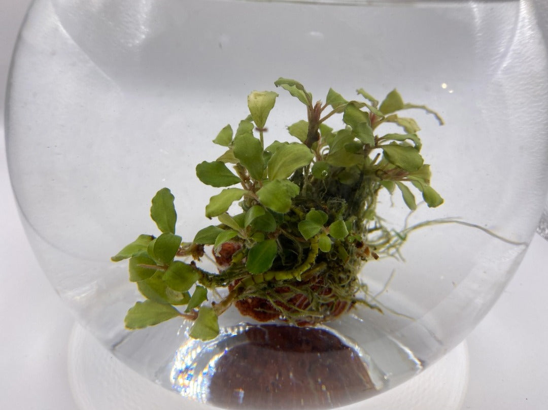 Bucephalandra "Green Wavy"