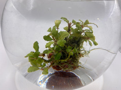 Bucephalandra "Green Wavy"