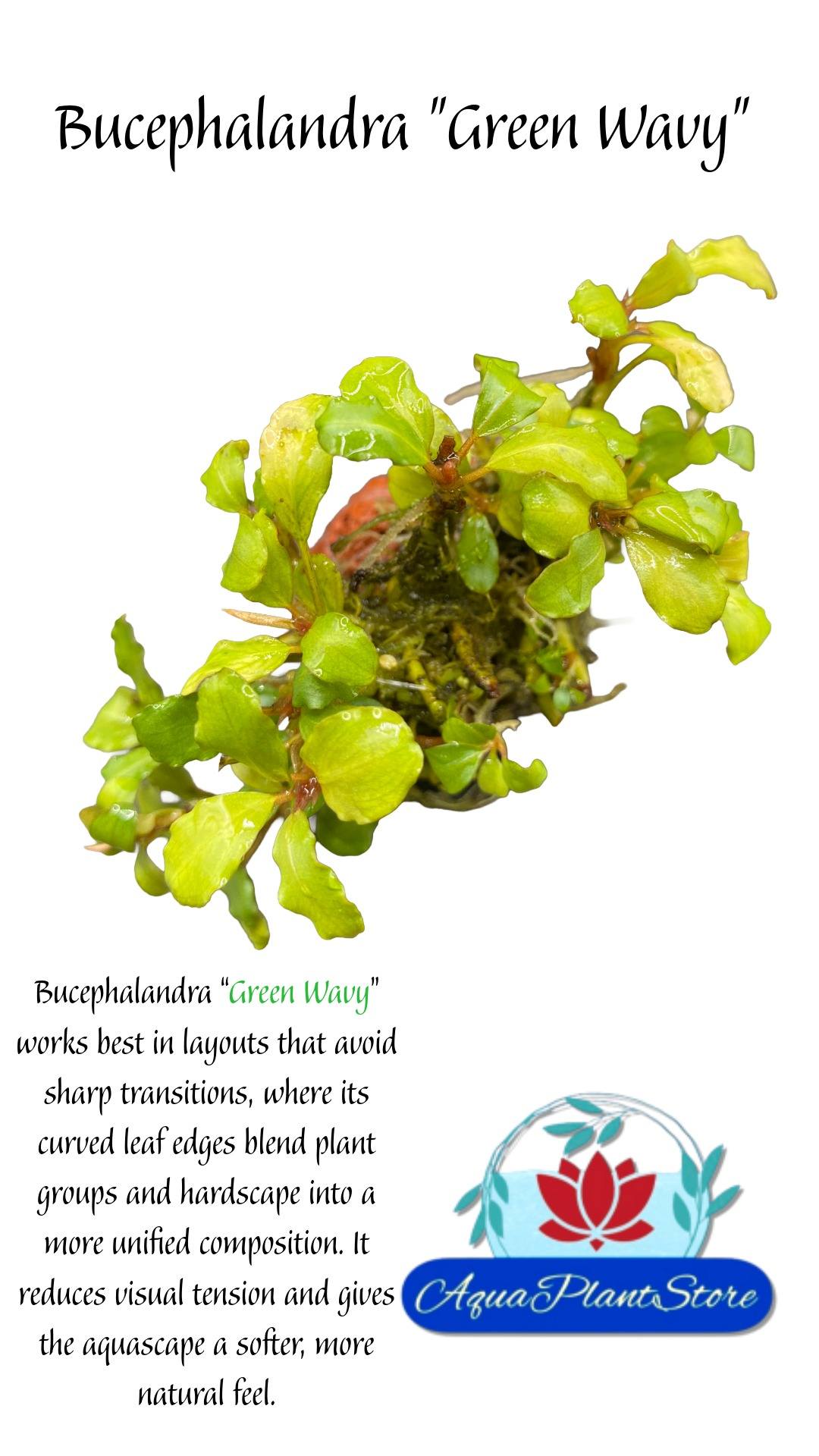 Bucephalandra "Green Wavy"