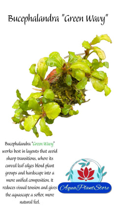 BucephalandraGreenWavyfront - AquaPlantStore