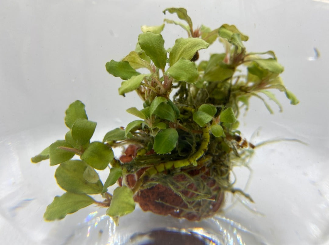 Bucephalandra "Green Wavy"
