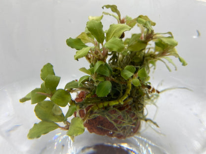 Bucephalandra "Green Wavy"