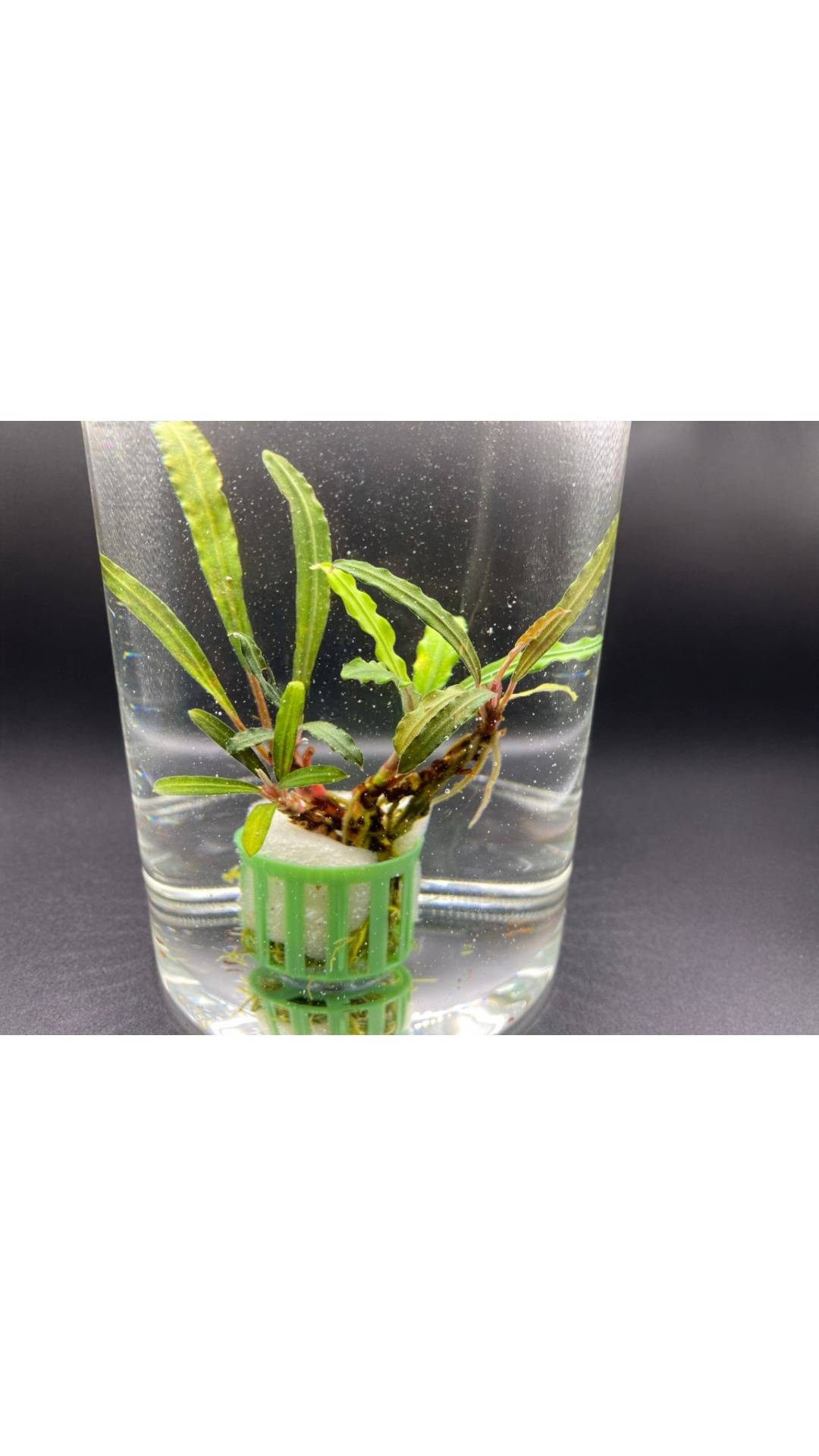 Bucephalandra "Kedagang"