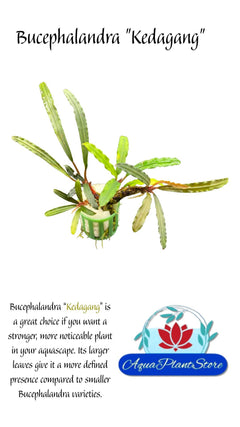 BucephalandraKedagangfront - AquaPlantStore
