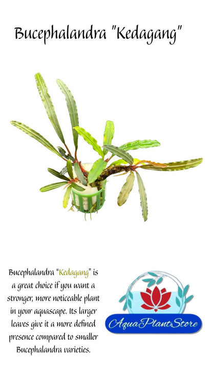 Bucephalandra "Kedagang"