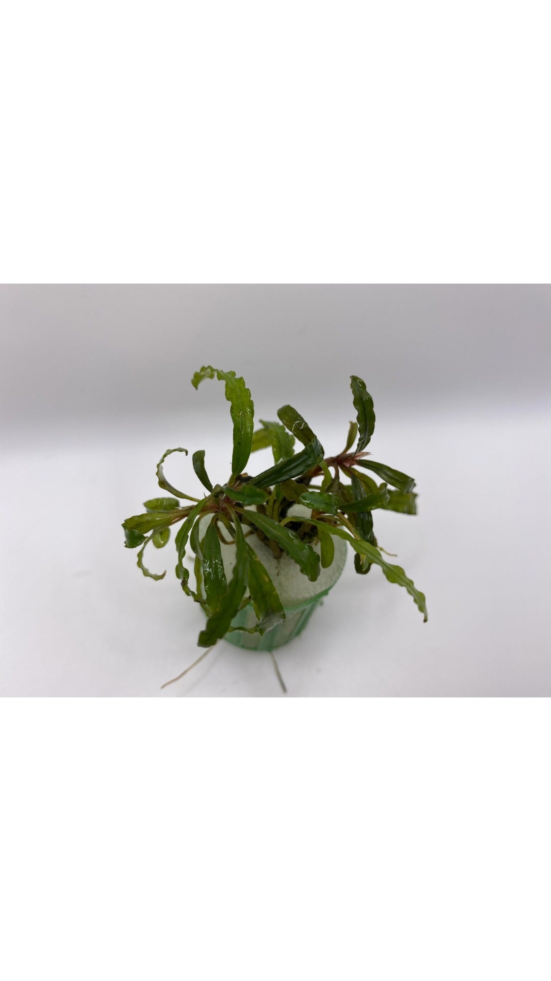 Bucephalandra "Needle Leaf"