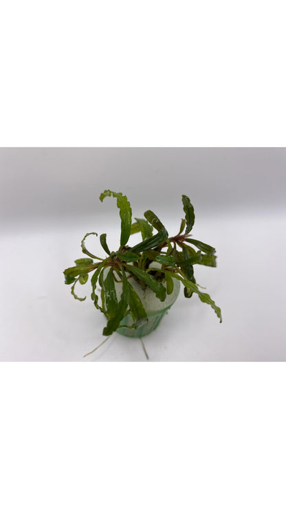 Bucephalandra "Needle Leaf"