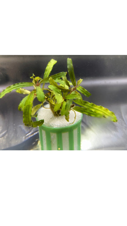 Bucephalandra "Needle Leaf"