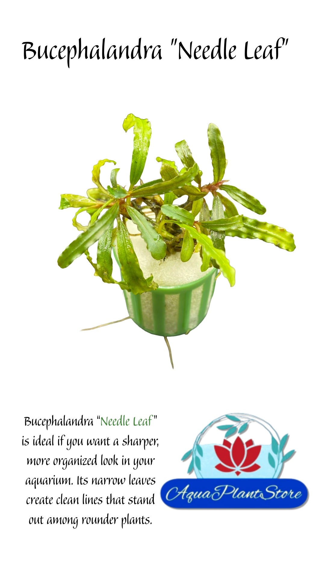 Bucephalandra "Needle Leaf"