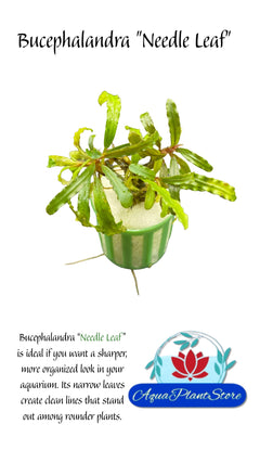 BucephalandraNeedleLeaffront - AquaPlantStore