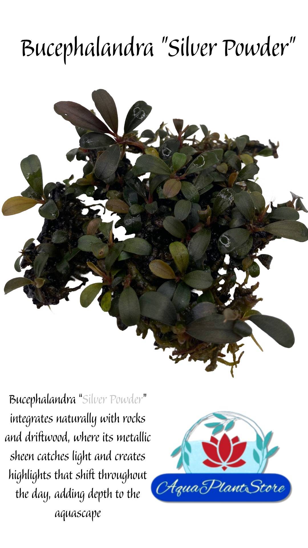 Bucephalandra "Silver Powder"