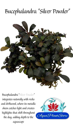 BucephalandraSilverPowder_ab7a7e48-b1ef-4ccb-898a-3cbb09351540 - AquaPlantStore