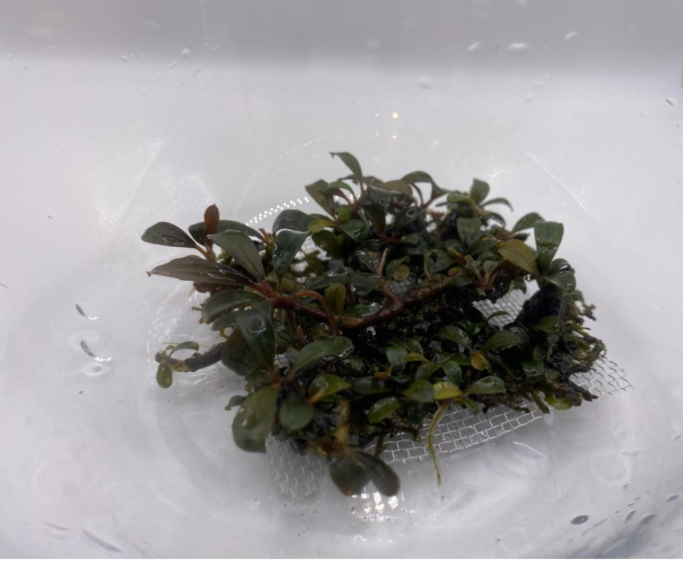 Bucephalandra "Silver Powder"
