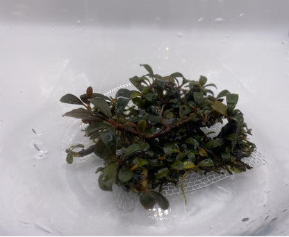 Bucephalandra "Silver Powder"