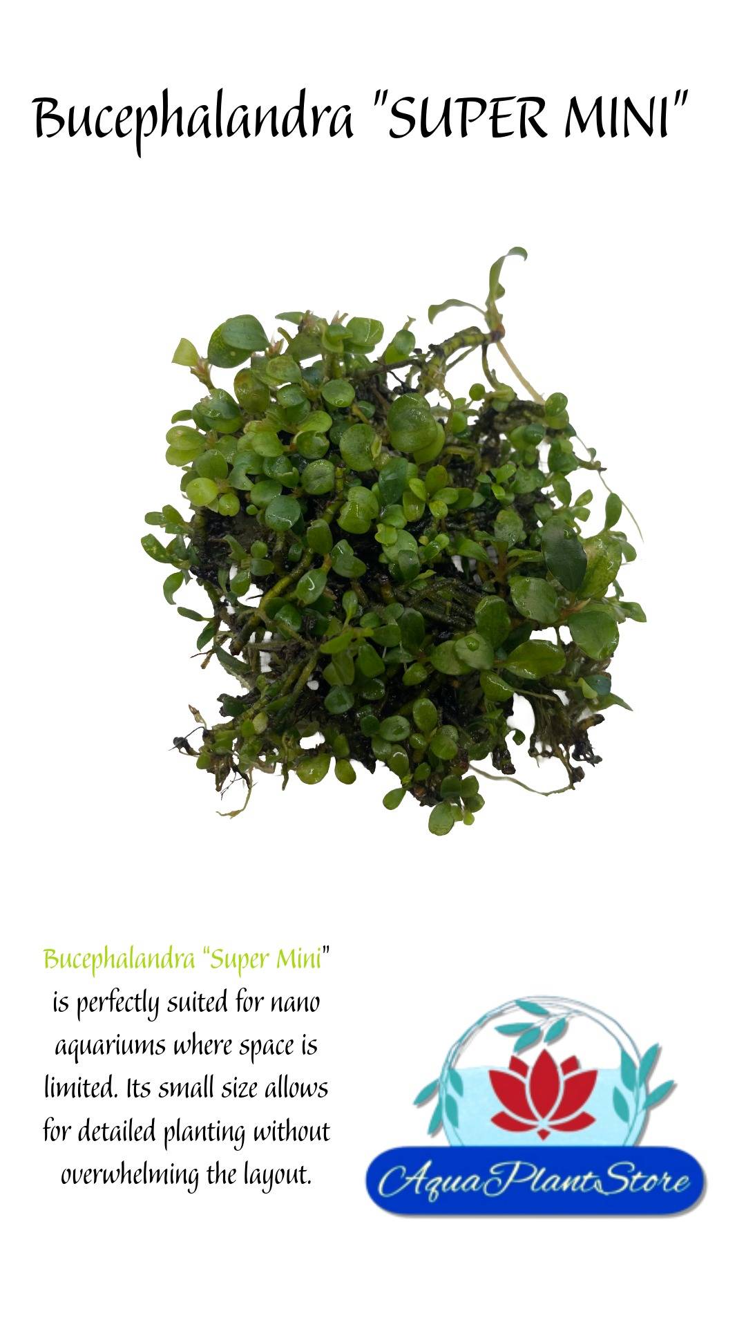 Bucephalandra "Super Mini"