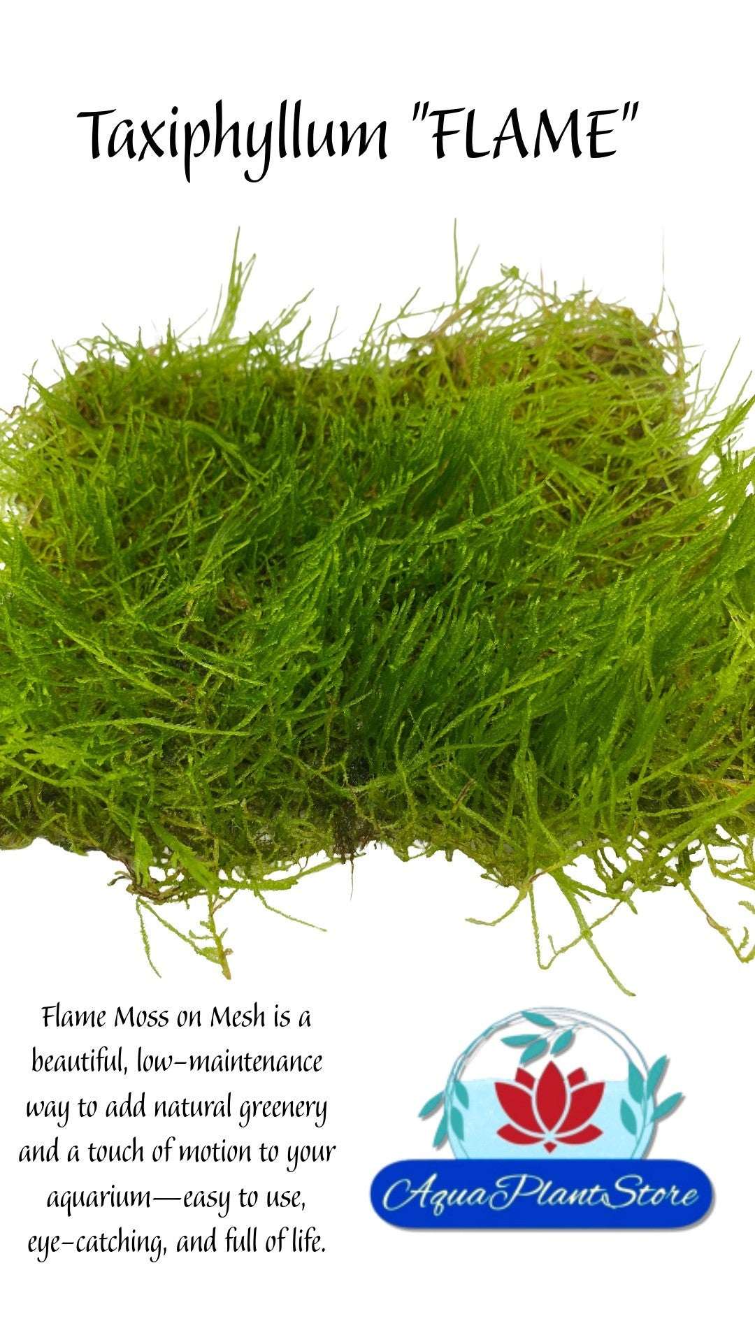 Moss 