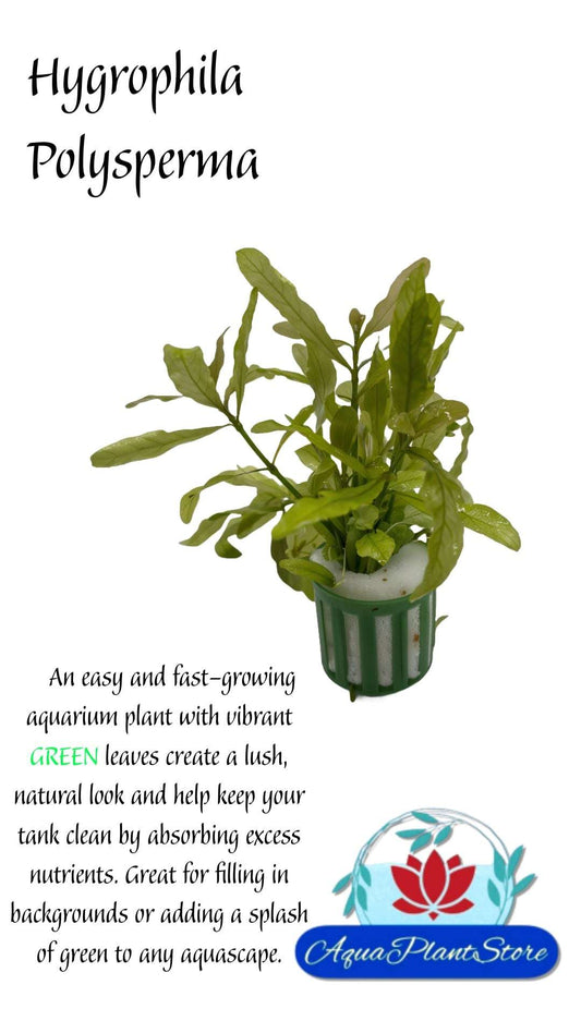 Hygrophila Polysperma - AquaPlantStore