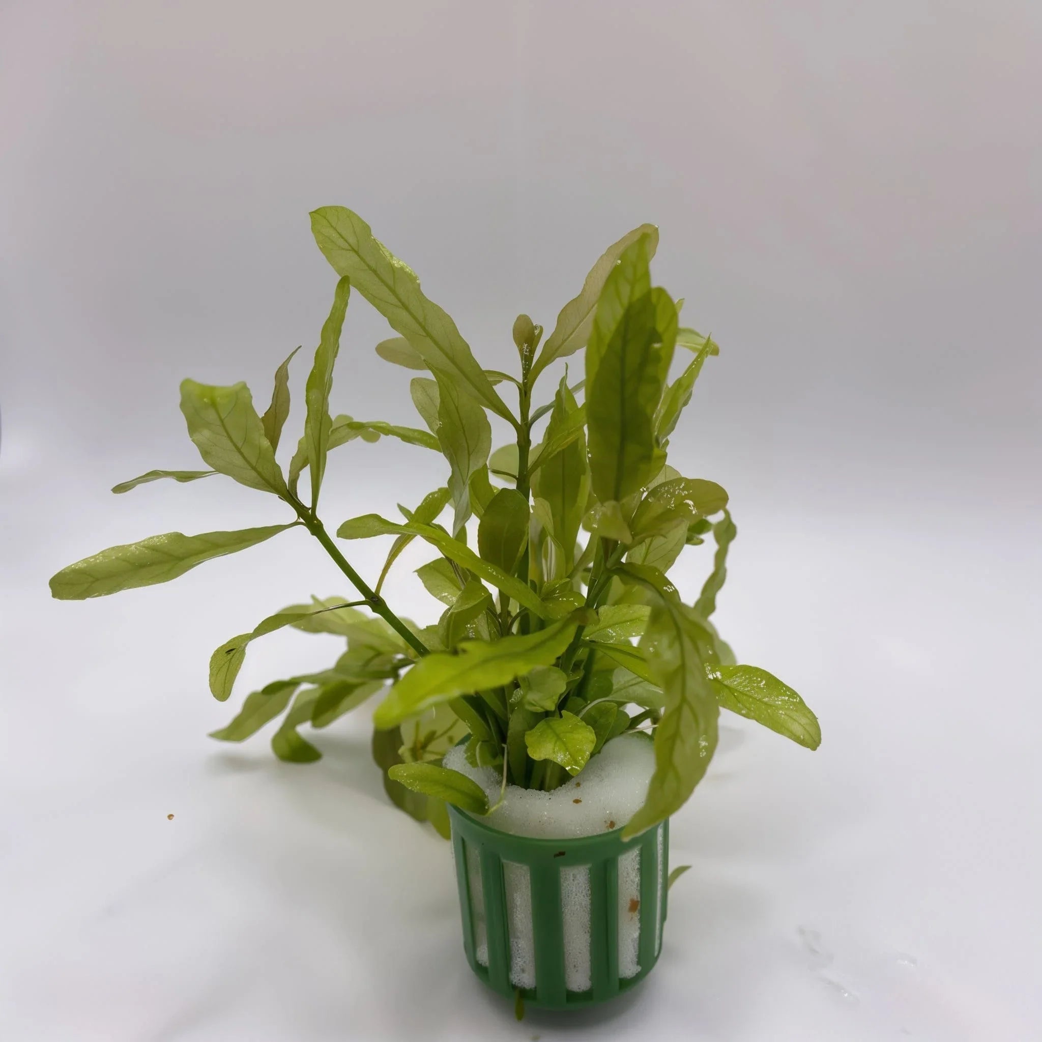 Hygrophila Polysperma – Fast-Growing Aquarium Stem Plant