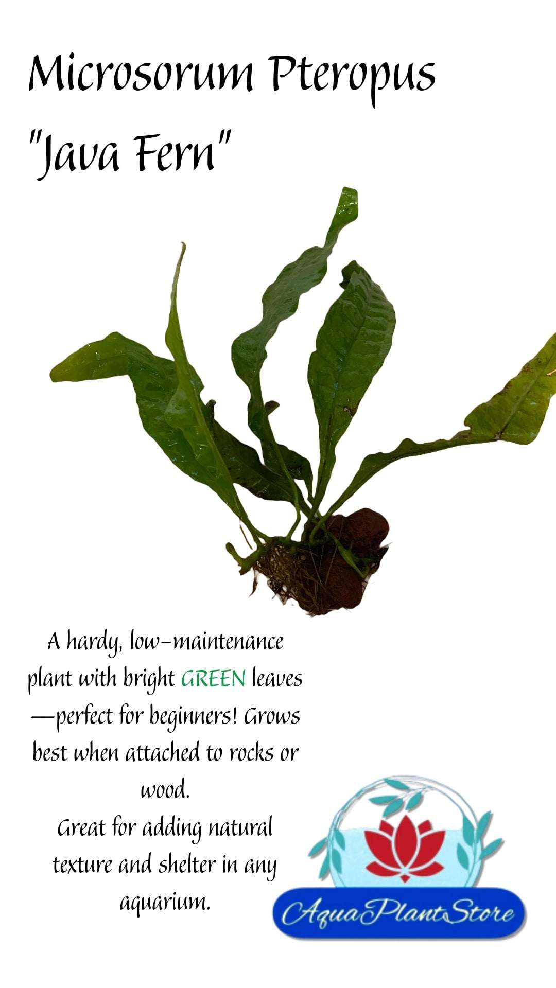 Java Fern (Microsorum pteropus) on the Lava Rock - AquaPlantStore