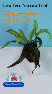 Microsorum Narrow Leaf