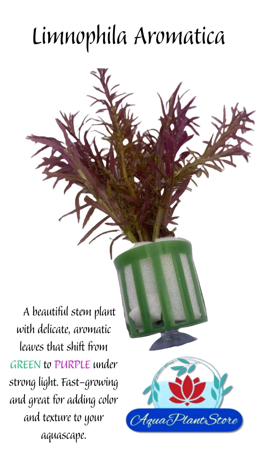 Limnophila Aromatica - AquaPlantStore