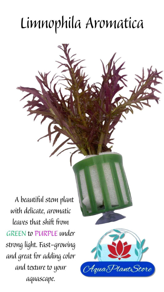 Limnophila Aromatica - AquaPlantStore
