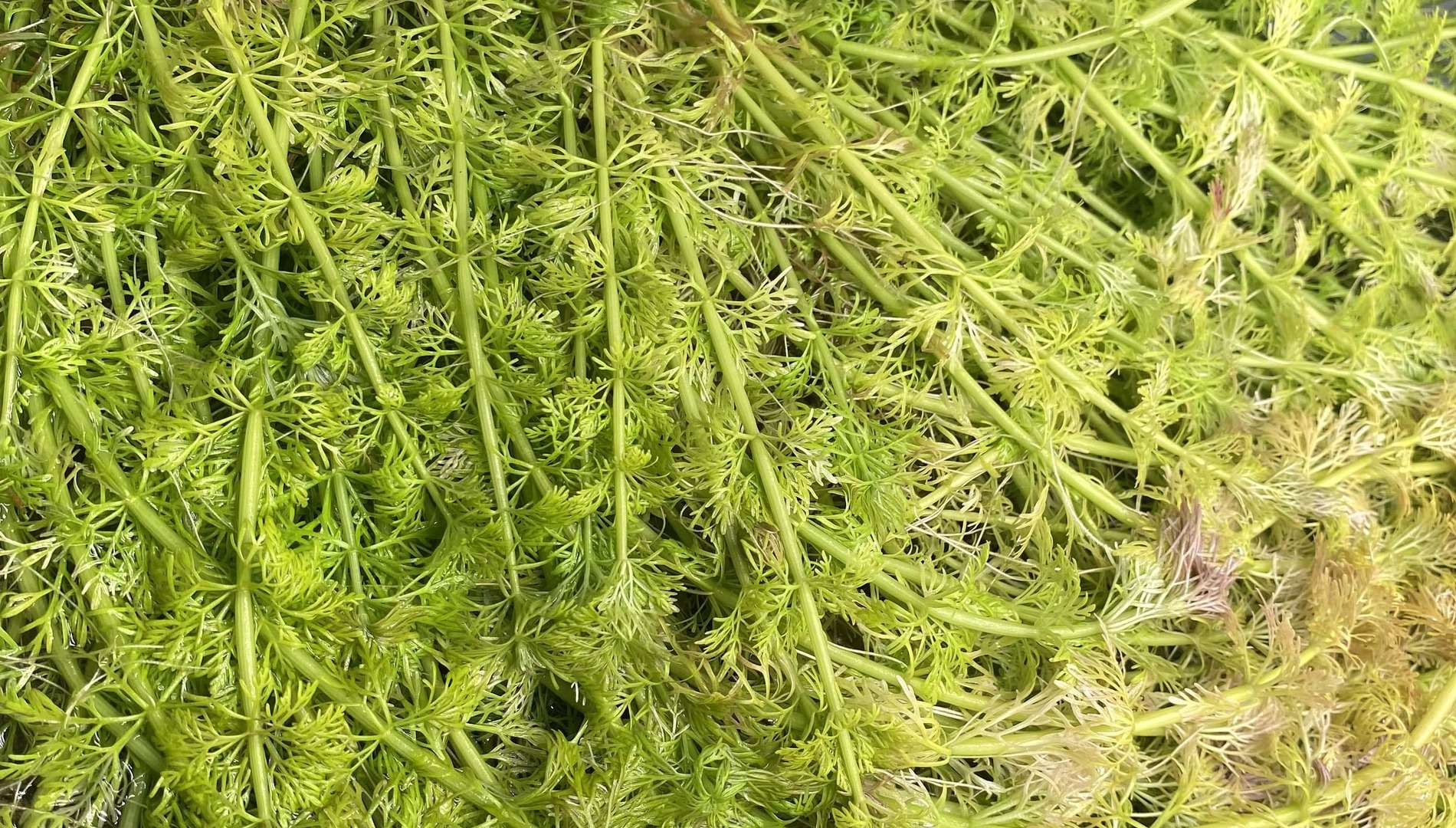 Limnophila Sessiliflora - AquaPlantStore
