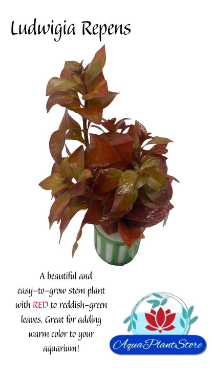 Ludwigia Repens - AquaPlantStore