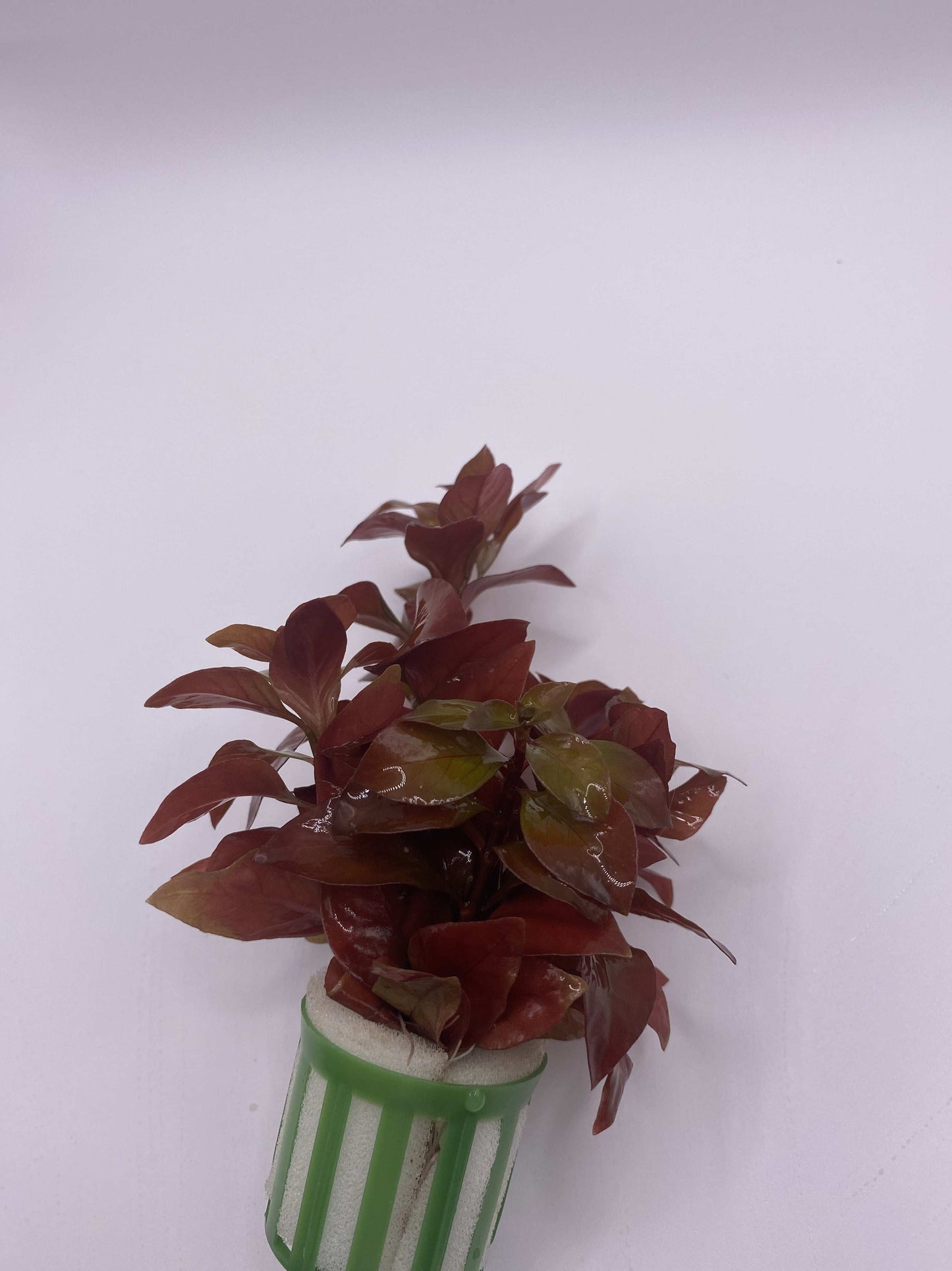 Ludwigia Repens - AquaPlantStore