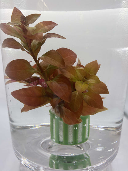 Ludwigia Repens - AquaPlantStore