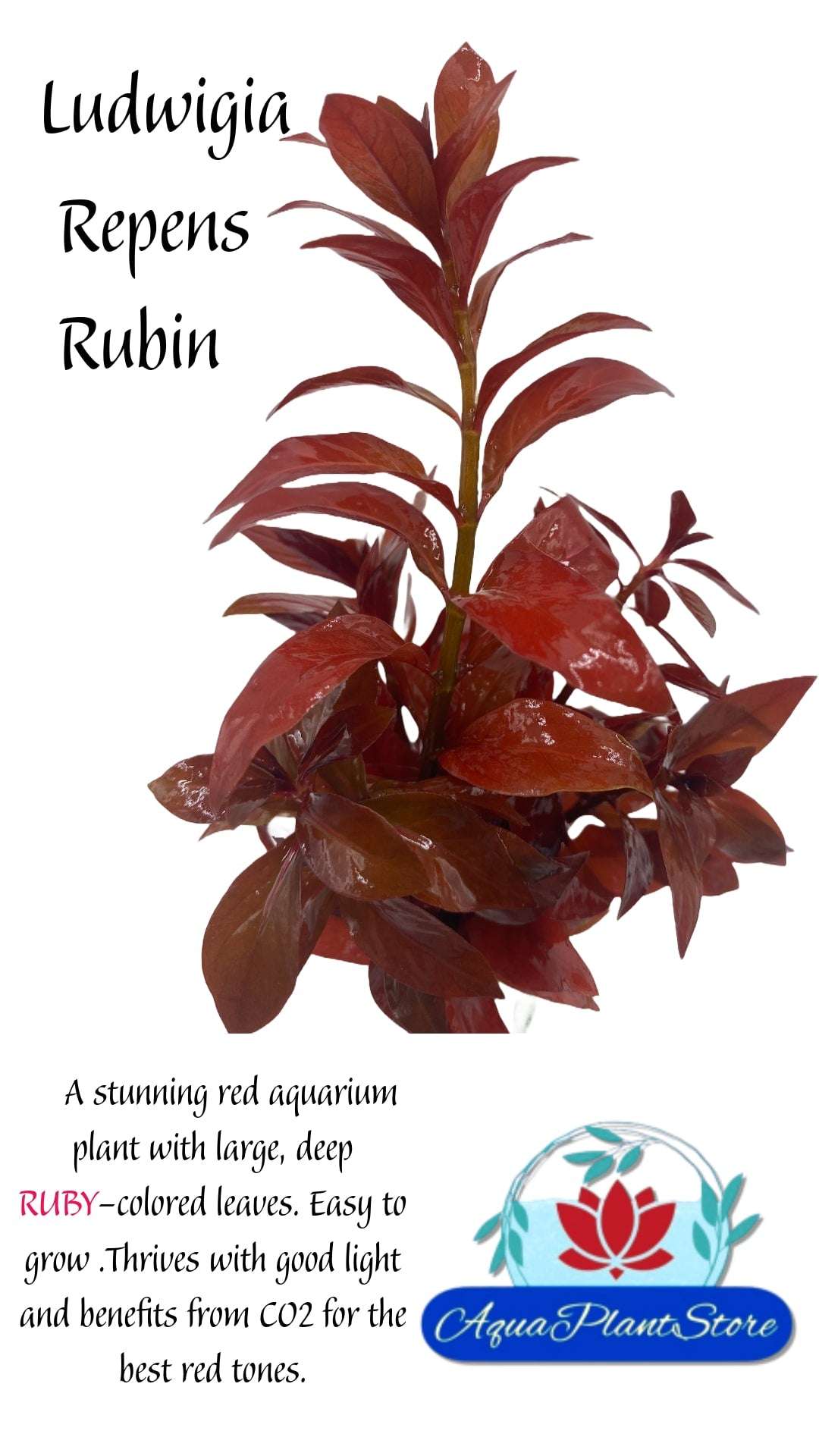 Ludwigia Repens 'Rubin' - AquaPlantStore