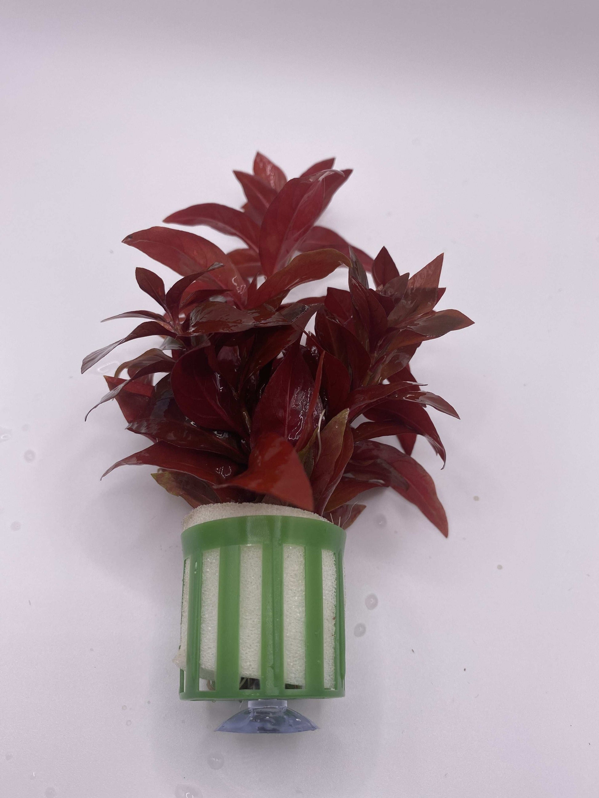 Ludwigia Repens 'Rubin' - AquaPlantStore