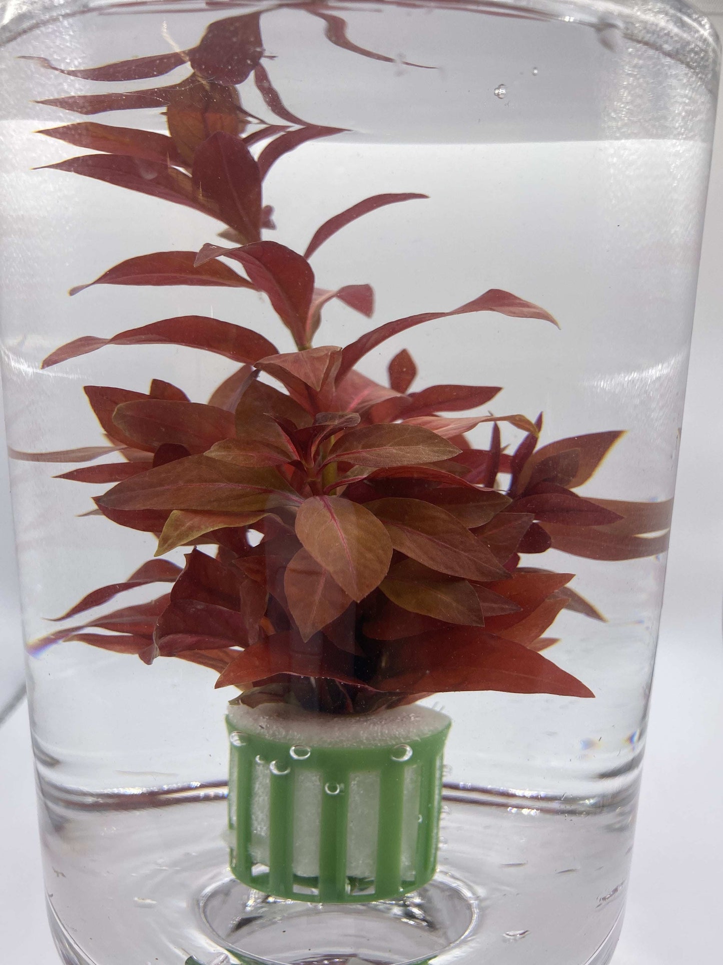 Ludwigia Repens 'Rubin' - AquaPlantStore