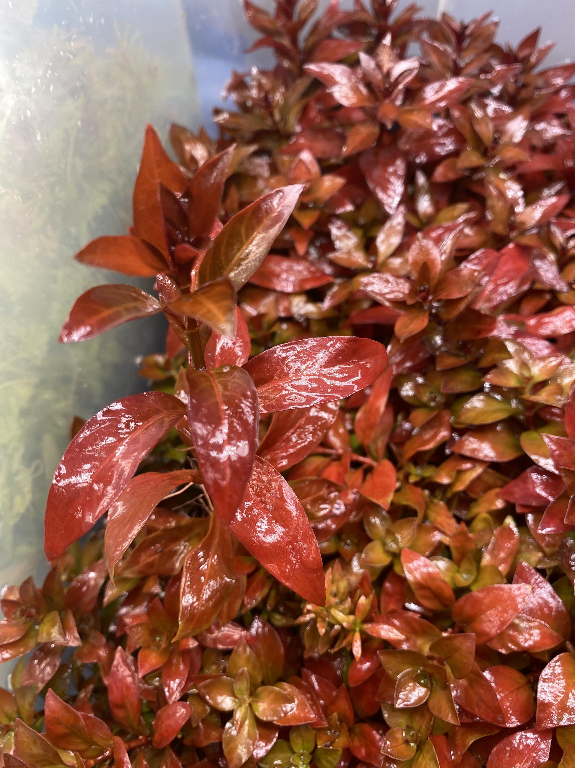 Ludwigia Repens 'Rubin' - AquaPlantStore
