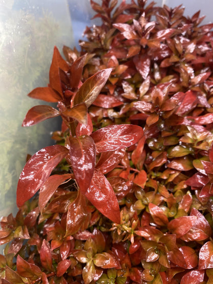 Ludwigia Repens 'Rubin' - AquaPlantStore