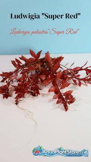 Ludwigia palustris “Super Red”