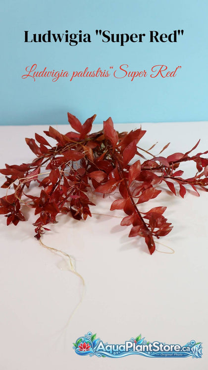 Ludwigia palustris “Super Red”