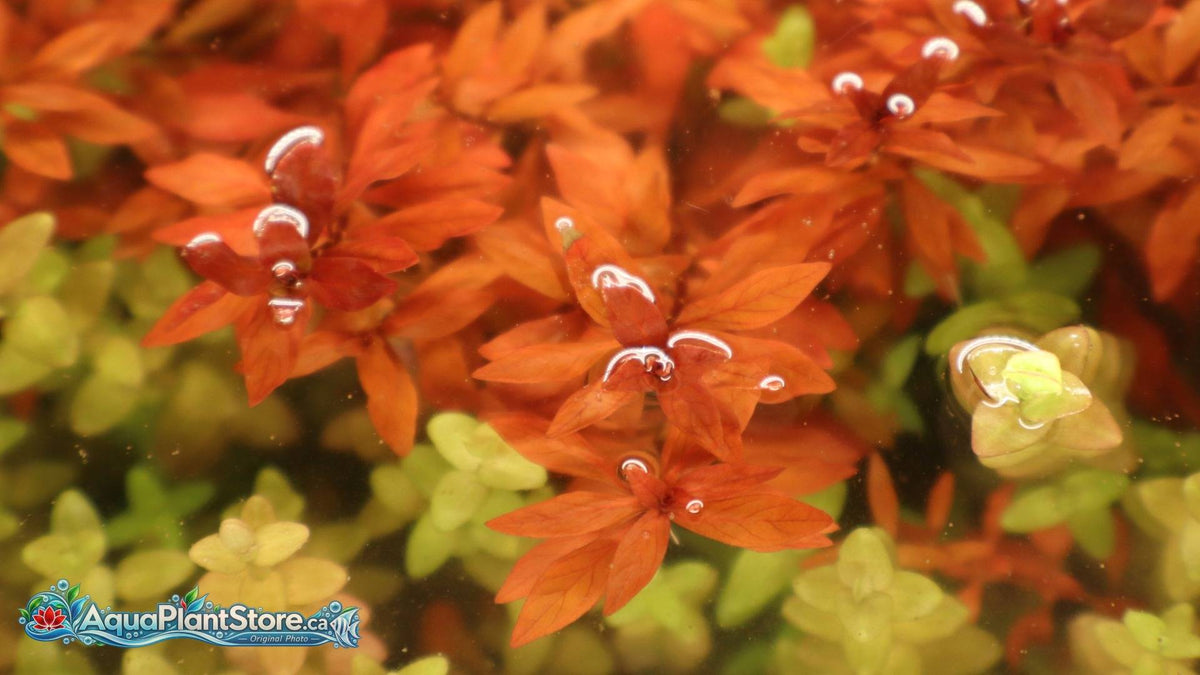 Ludwigia palustris “Super Red”