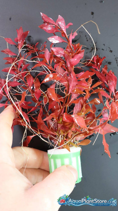 Ludwigia palustris “Super Red”