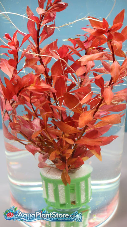 Ludwigia palustris “Super Red”