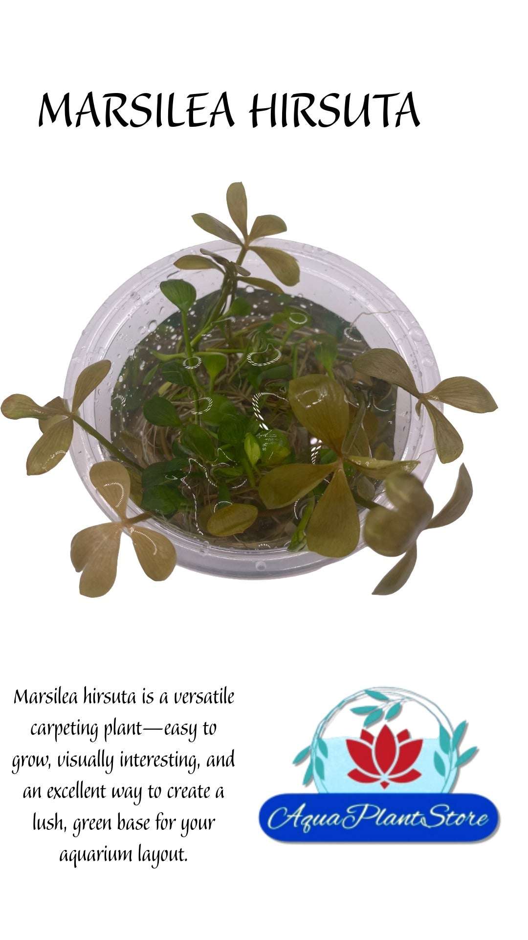 Marsilea Hirsuta in cup