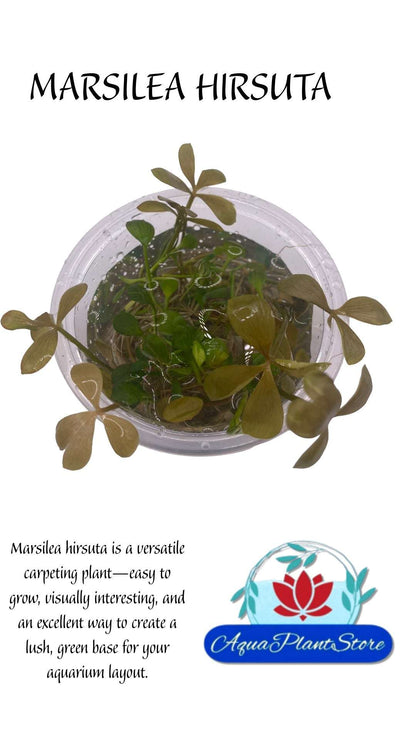 Marsilea Hirsuta in cup