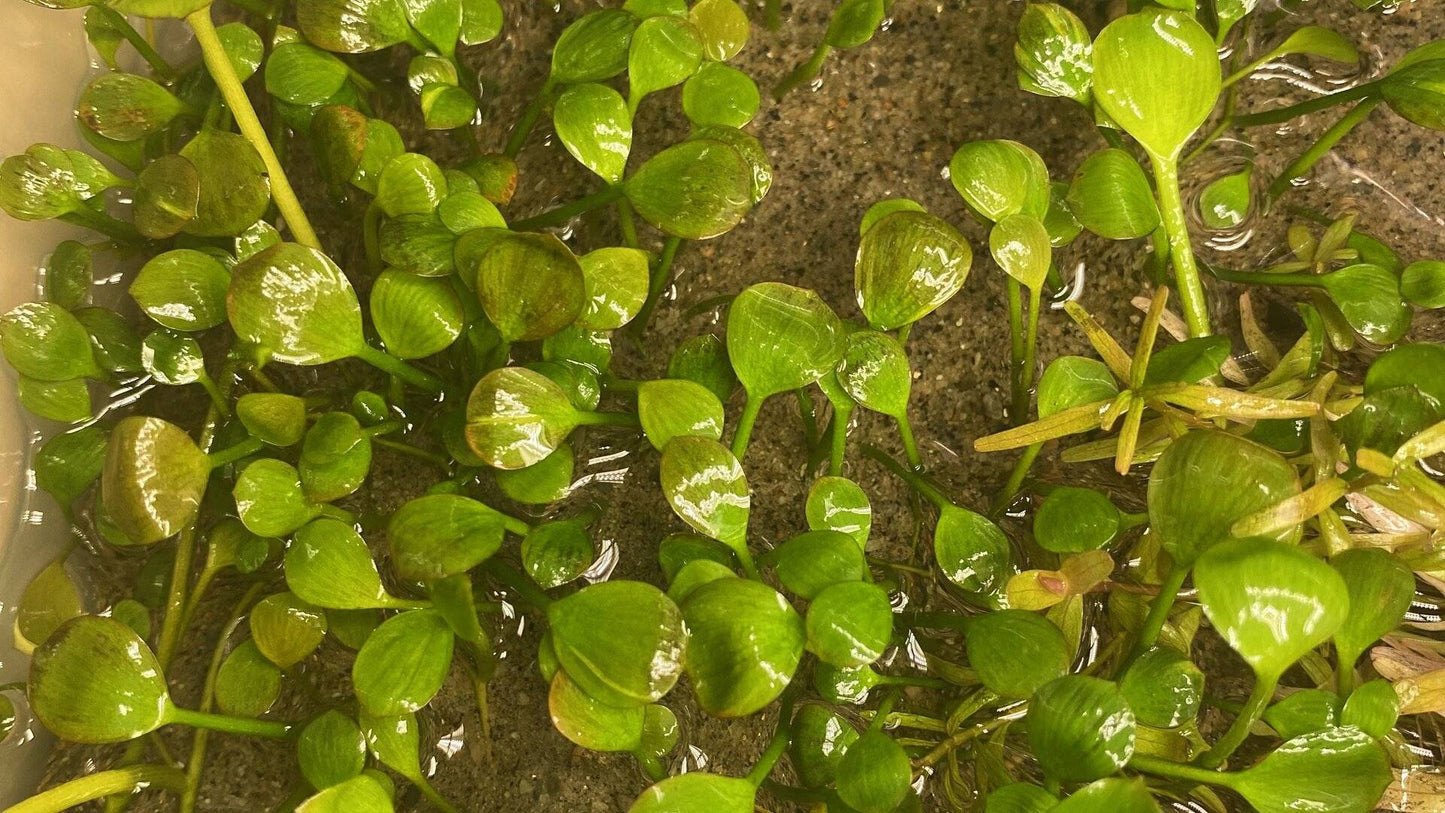 Marsilea Hirsuta in cup
