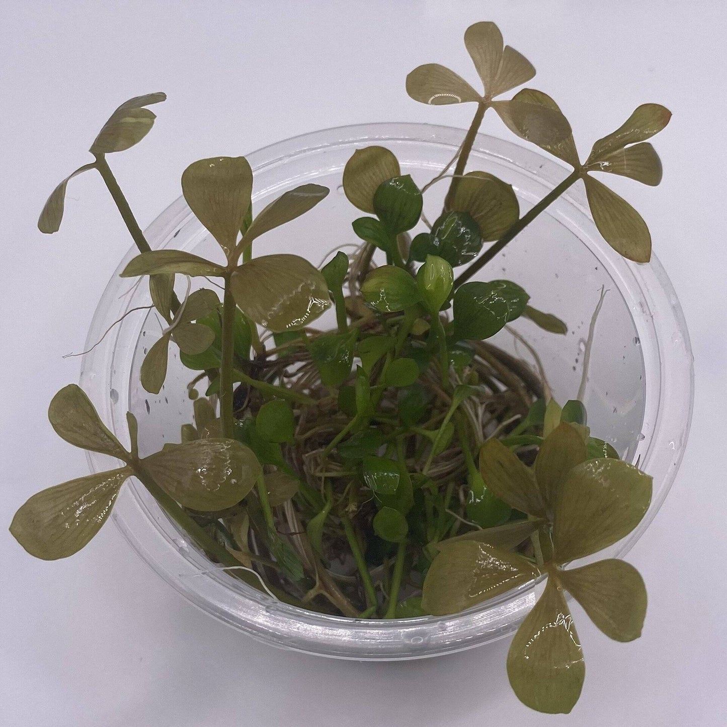 Marsilea Hirsuta in cup